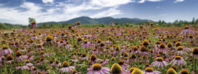 AMWAY - ORGANIC FARMING